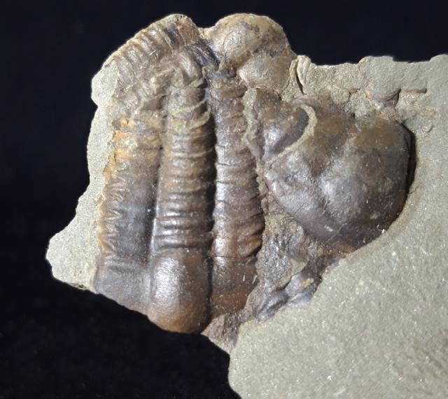 Ellipsocephalus hoffi (SCHLOTHEIM 1823) - Bild © FossNet FossilienStore